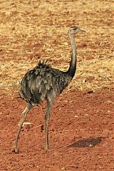 Greater Rhea